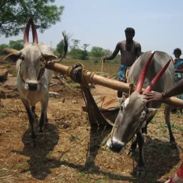 Land preparation and sowing techniques for small scale farmers