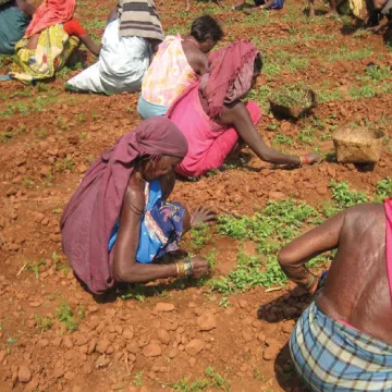 Weed control methods for small scale farmers including manual and organic techniques