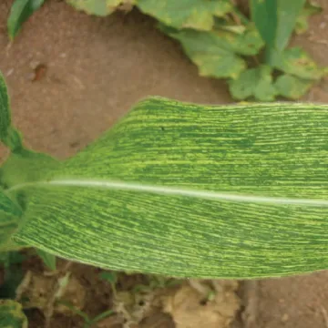 Crop pest and disease control using integrated pest management for smallholder farmers