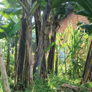 Crop and tree intensification methods for sustainable smallholder farming