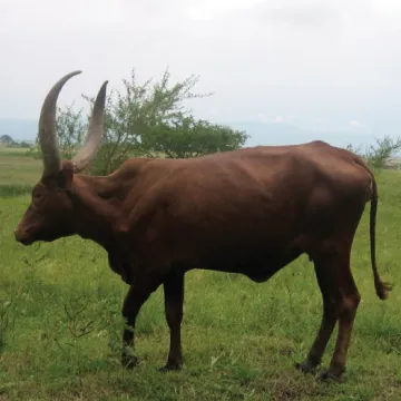 Livestock poultry and fish health and productivity guides for small scale farmers