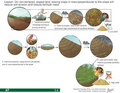 Thumbnail for version as of 14:38, 15 April 2026