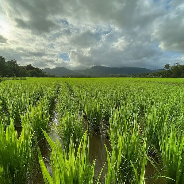 File:20260410180439!900px-2.11 farm.jpg