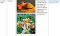 Thumbnail for version as of 14:39, 15 April 2026