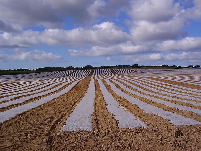 File:960px-Plastic mulch.jpg