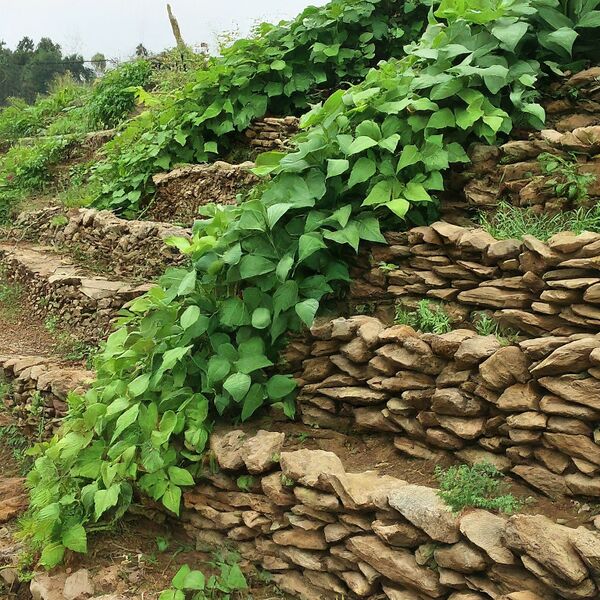 File:20260410180014!3.2 image.jpeg