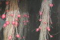 Thumbnail for version as of 14:38, 15 April 2026