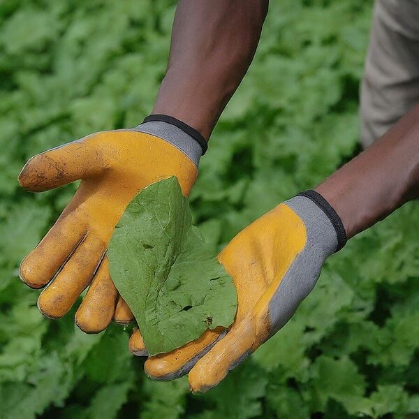 File:900px-Chap 1.jpeg