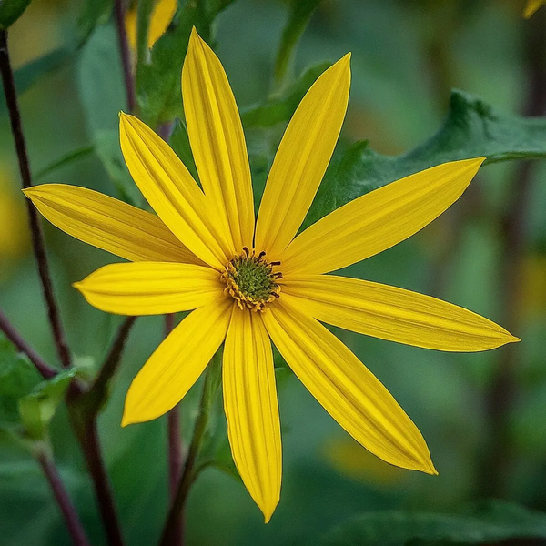 File:1200px-Gemini Generated Image 306vzi306vzi306v.webp