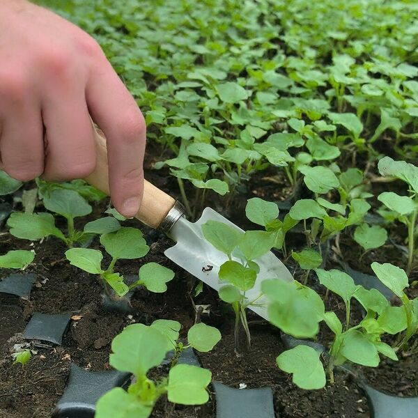 File:900px-Img 8 1.jpeg