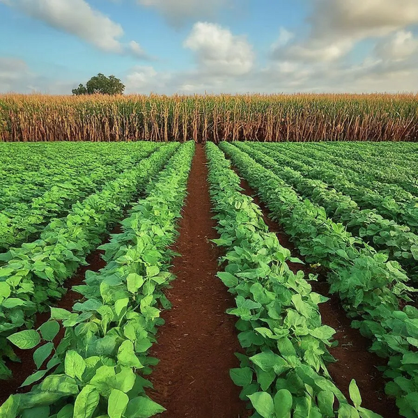 File:900px-2.14 farm.webp