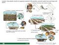 Thumbnail for version as of 21:04, 10 April 2026
