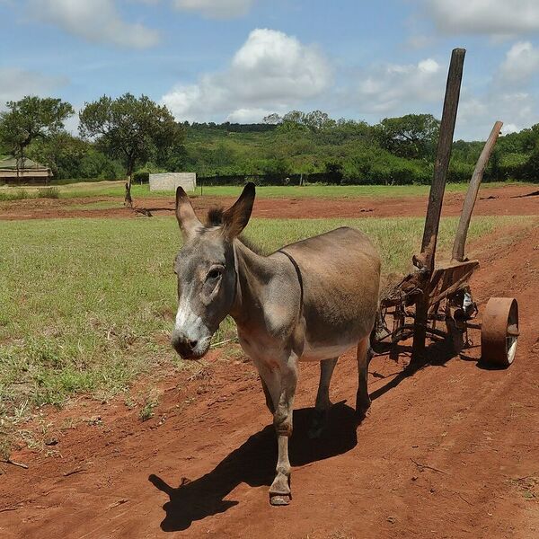 File:900px-Img 6 1.jpeg