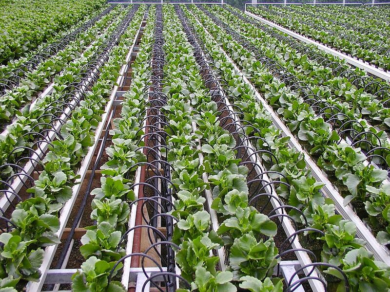 File:960px-greenhouse.jpg