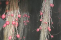 Thumbnail for version as of 14:40, 15 April 2026