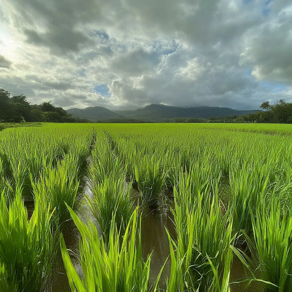 File:20260410180614!1200px-2.11 farm.webp