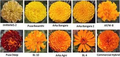 Thumbnail for version as of 14:39, 15 April 2026
