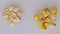 Thumbnail for version as of 14:38, 15 April 2026