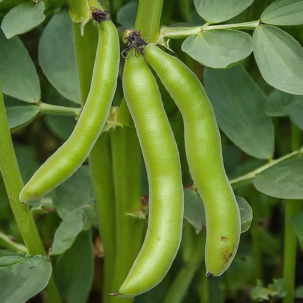 File:Gemini Generated Image ftpy93ftpy93ftpy.webp