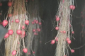 Thumbnail for version as of 14:41, 15 April 2026