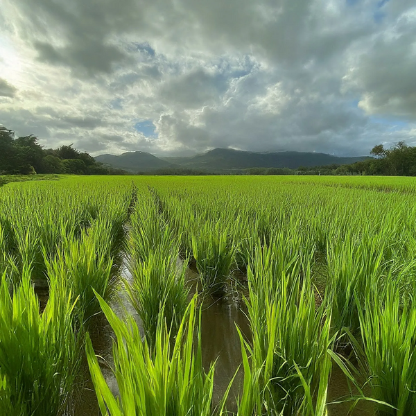 File:20260410180603!2.11 farm.webp