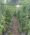 Thumbnail for version as of 14:41, 15 April 2026