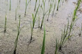 Thumbnail for version as of 14:42, 15 April 2026