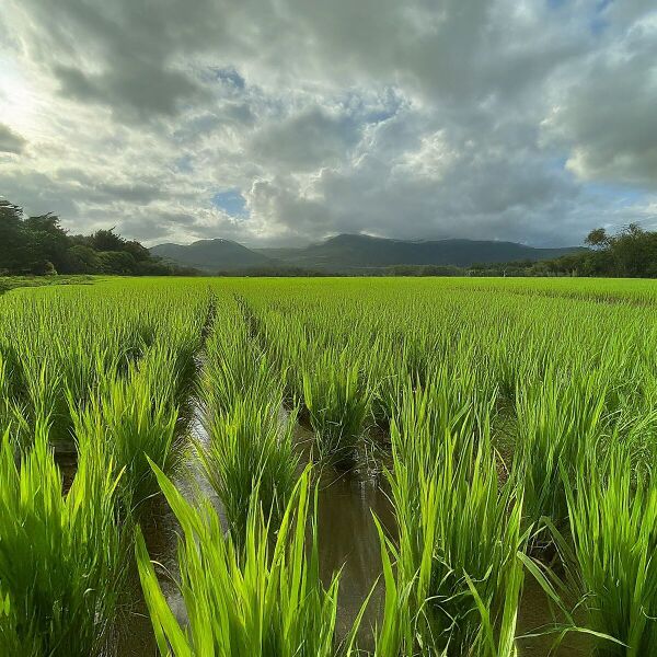 File:1200px-2.11 farm.jpg