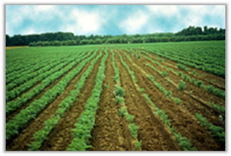 File:1200px-Bag 34.jpg