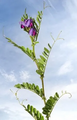 Thumbnail for version as of 14:42, 15 April 2026