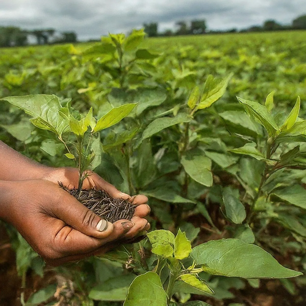 File:1200px-4.9 image.webp