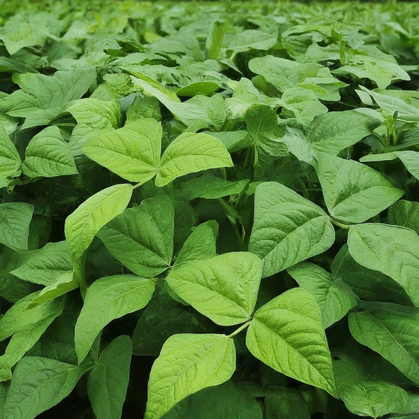 File:20260410180035!Gemini Generated Image ujobd7ujobd7ujob.webp