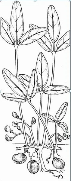 File:20260410180024!Capture 673.webp