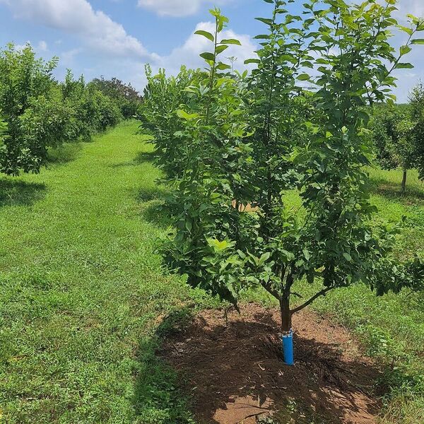 File:900px-Chapter2 imgs.jpg