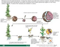Thumbnail for version as of 14:39, 15 April 2026