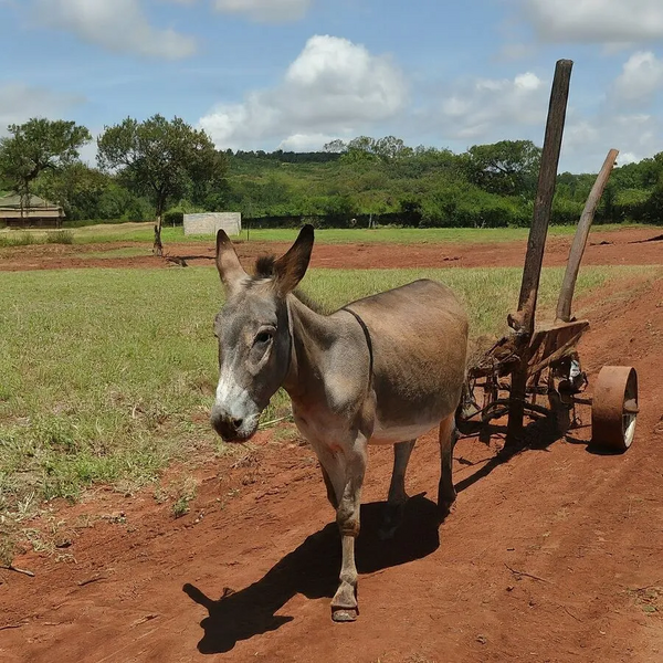 File:900px-Img 6 1.webp