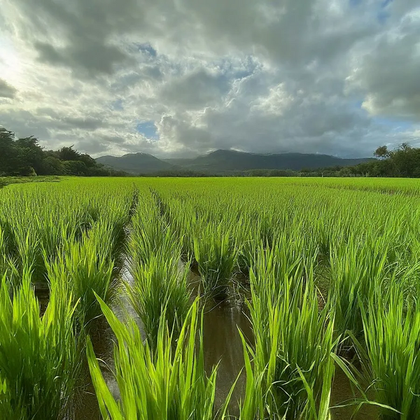 File:20260410180439!900px-2.11 farm.webp