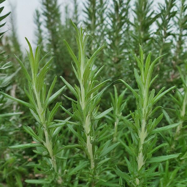 File:1200px-Gemini Generated Image 2wb1xx2wb1xx2wb1.jpeg