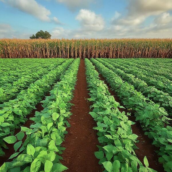 File:900px-2.14 farm.jpg