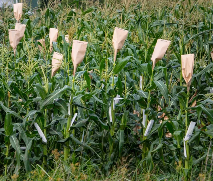 File:20260410180602!Maize 7.webp