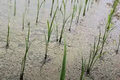 Thumbnail for version as of 14:40, 15 April 2026