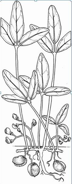 File:Capture 673.JPG