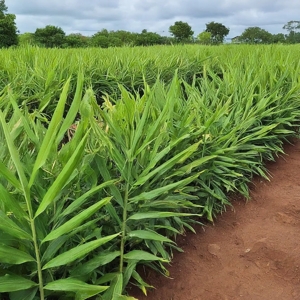 File:1200px-2.8 farm.webp