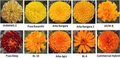 Thumbnail for version as of 14:39, 15 April 2026