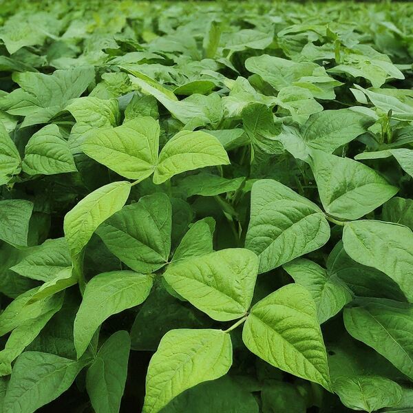 File:20260410180035!Gemini Generated Image ujobd7ujobd7ujob.jpeg