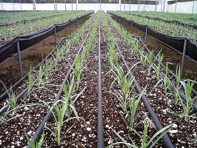 File:20260410180027!960px-drip irrigation.jpg